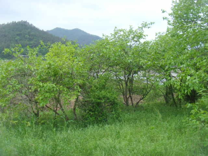 2024타경51694 사진