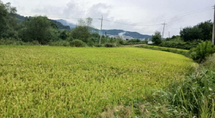 2025타경31687 사진