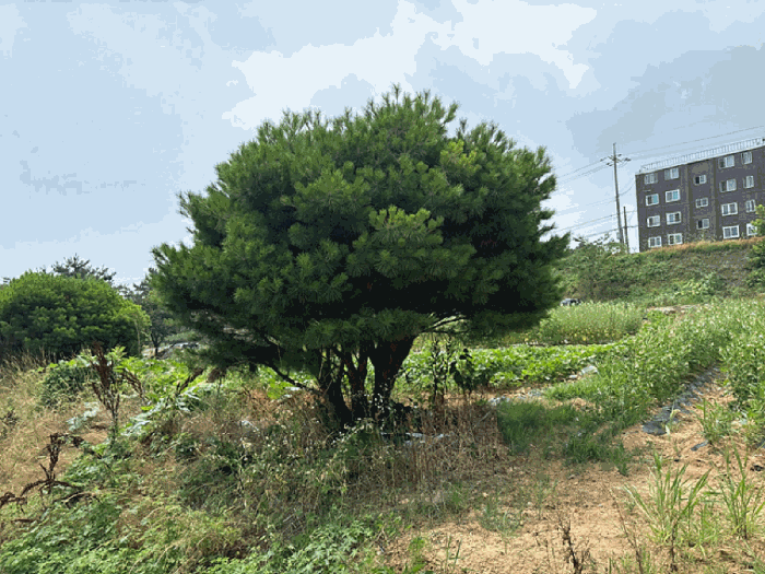 2025타경51473 사진
