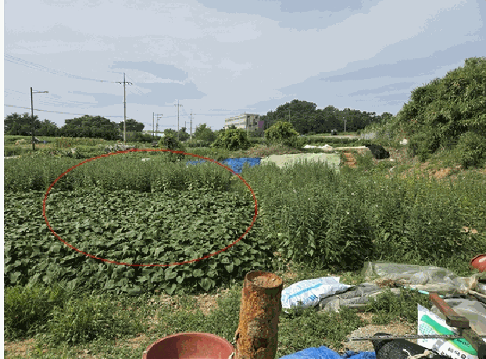 2025타경57115 사진
