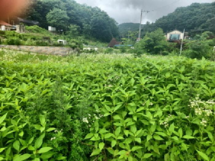 2025타경510079 사진